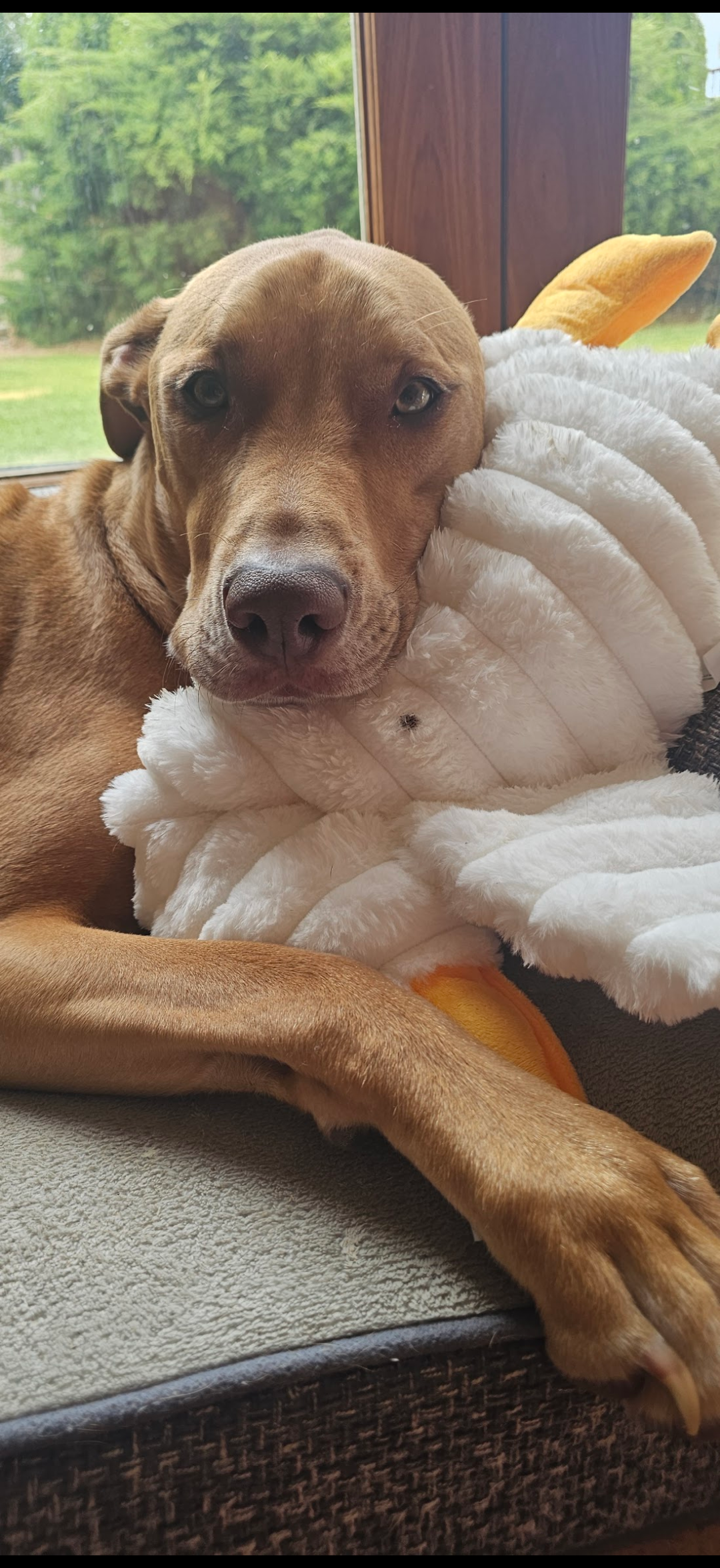 Zorro, therapy dog at Coral Psychology